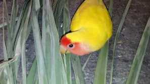 Какви имена да избирате за папагали от скъпа